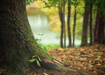 Fruš­ko­gor­ski bi­ser