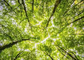 Održan skup u okviru projekta “Jačanje kapaciteta Republike Srbije za efikasno angažovanje sa Zelenim klimatskim fondom”