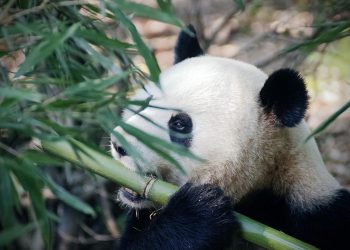 Huawei pokrenuo sistem za zaštitu panda u Kini