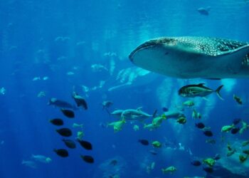 Maldivi pokreću projekat Tech4Nature radi zaštite kultnih kit ajkula